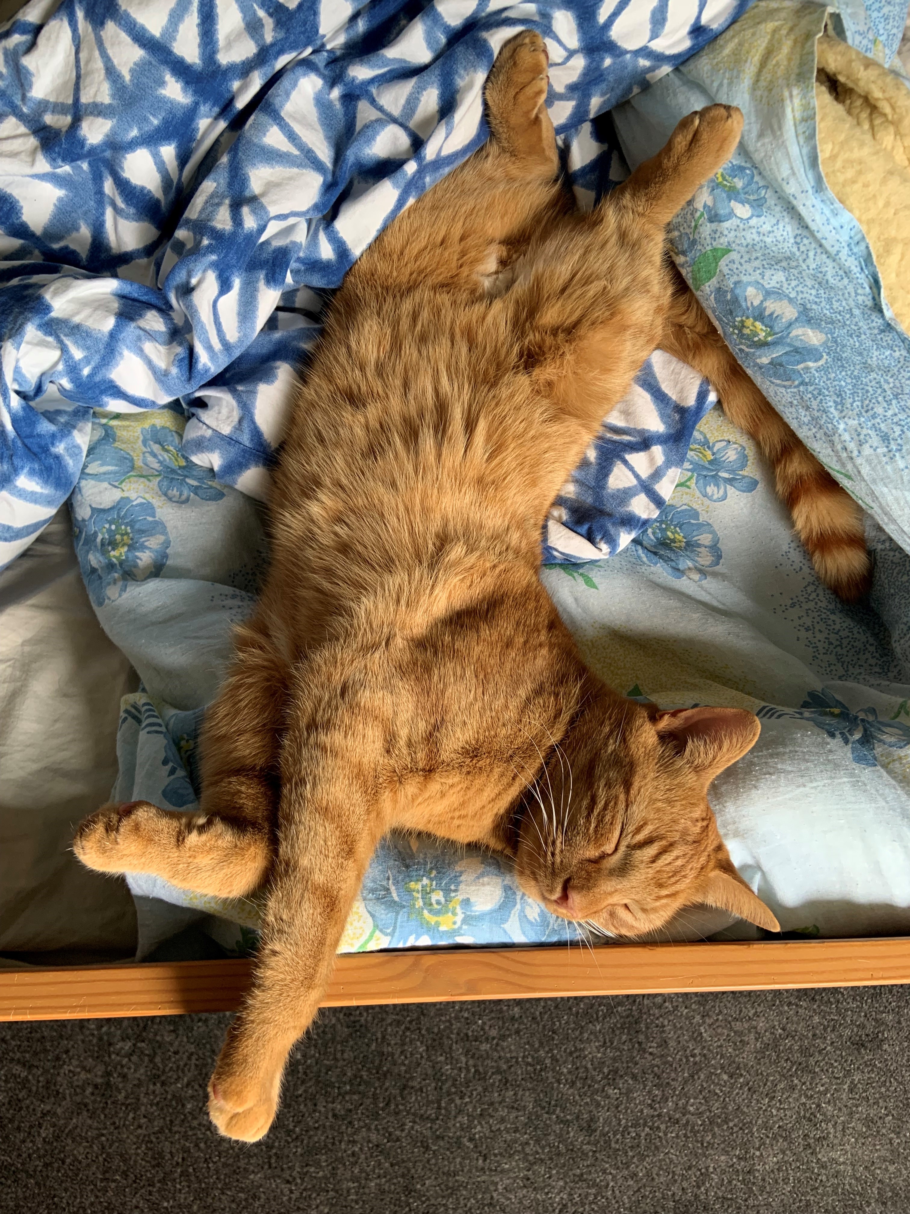 Jonesy Sleeping 1