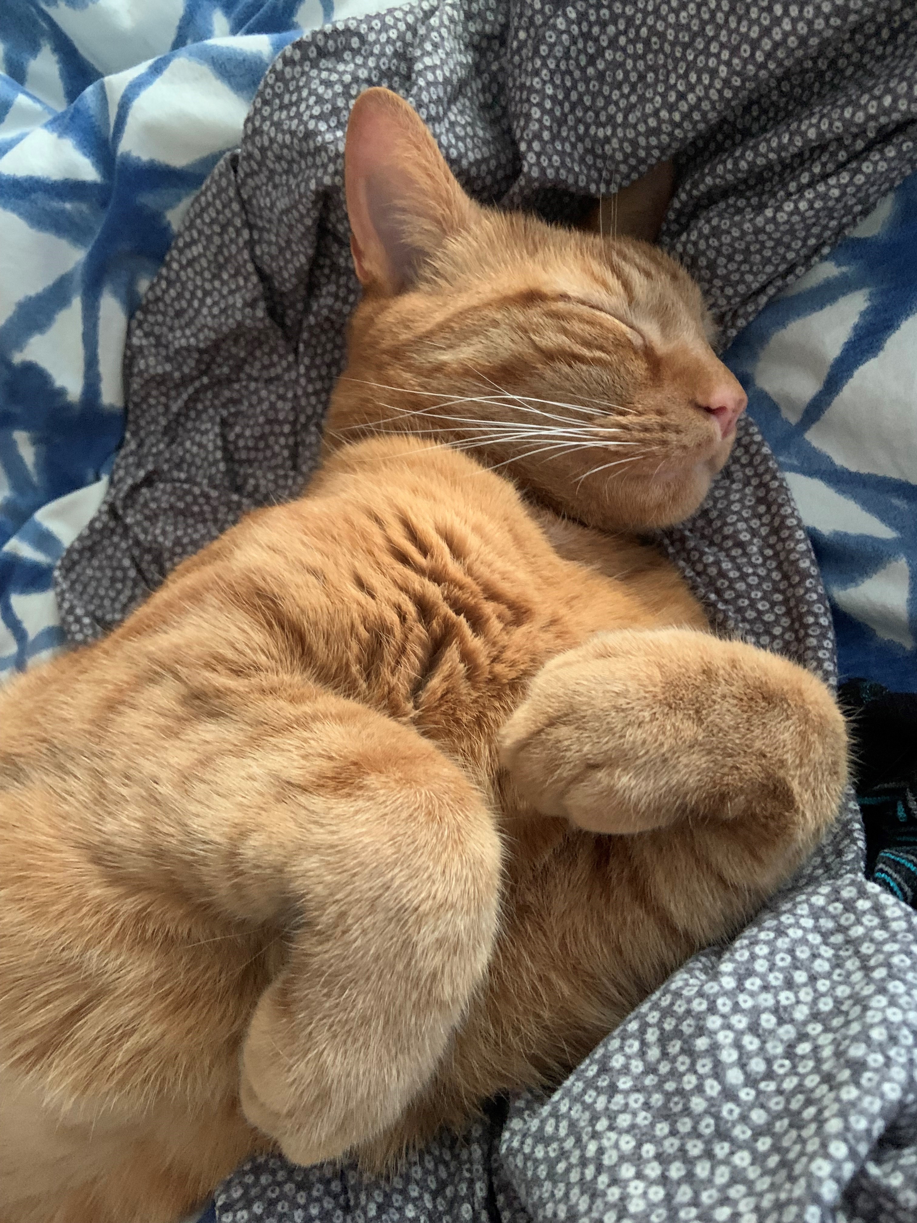 Jonesy Sleeping 2