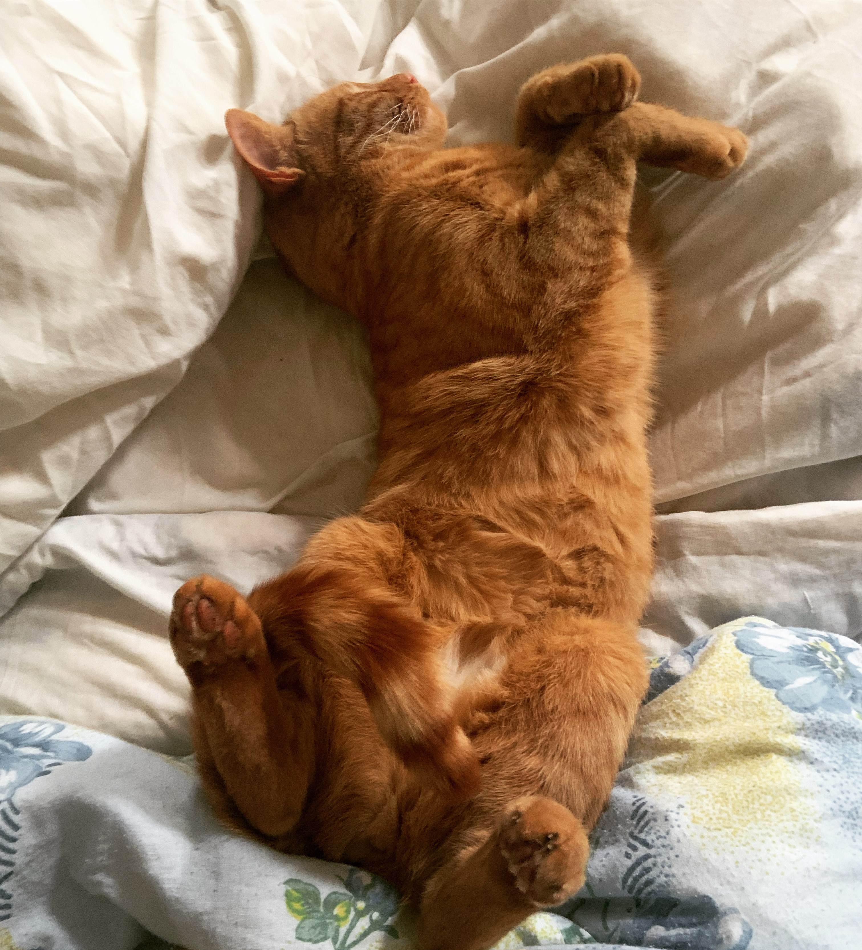Jonesy Sleeping 3