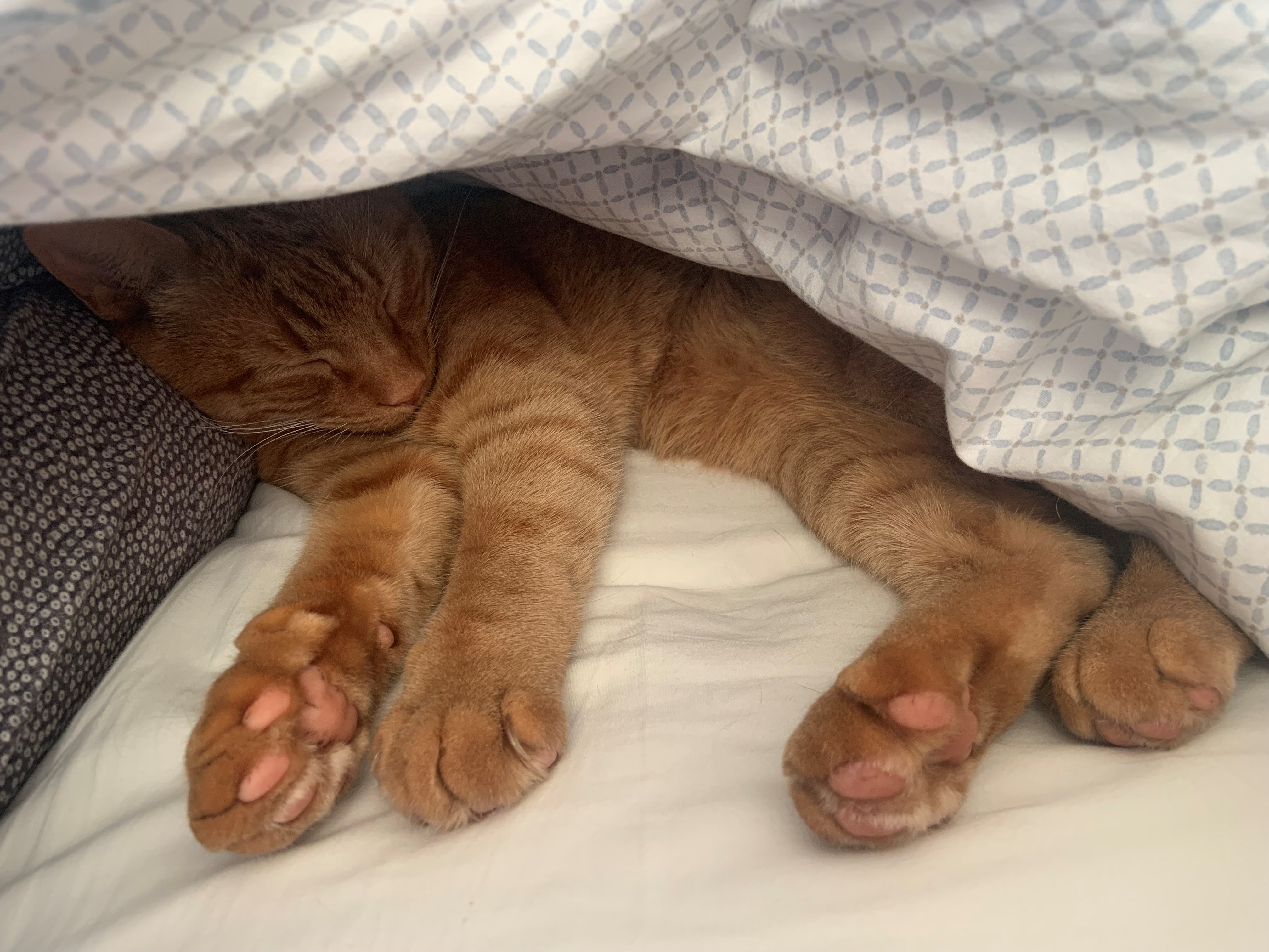Jonesy Sleeping 4
